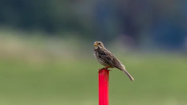 Saving Gray Nests: A Smart Decision in Nature Conservation