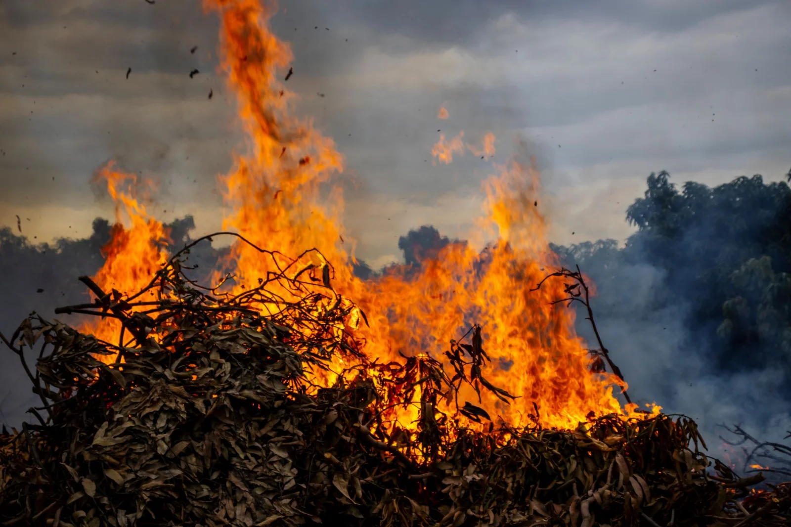 Hidden Danger: The Poisonous Plant That Burns Skin