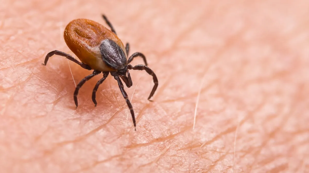 Warning: High-Risk Tick Areas Identified for 2026!