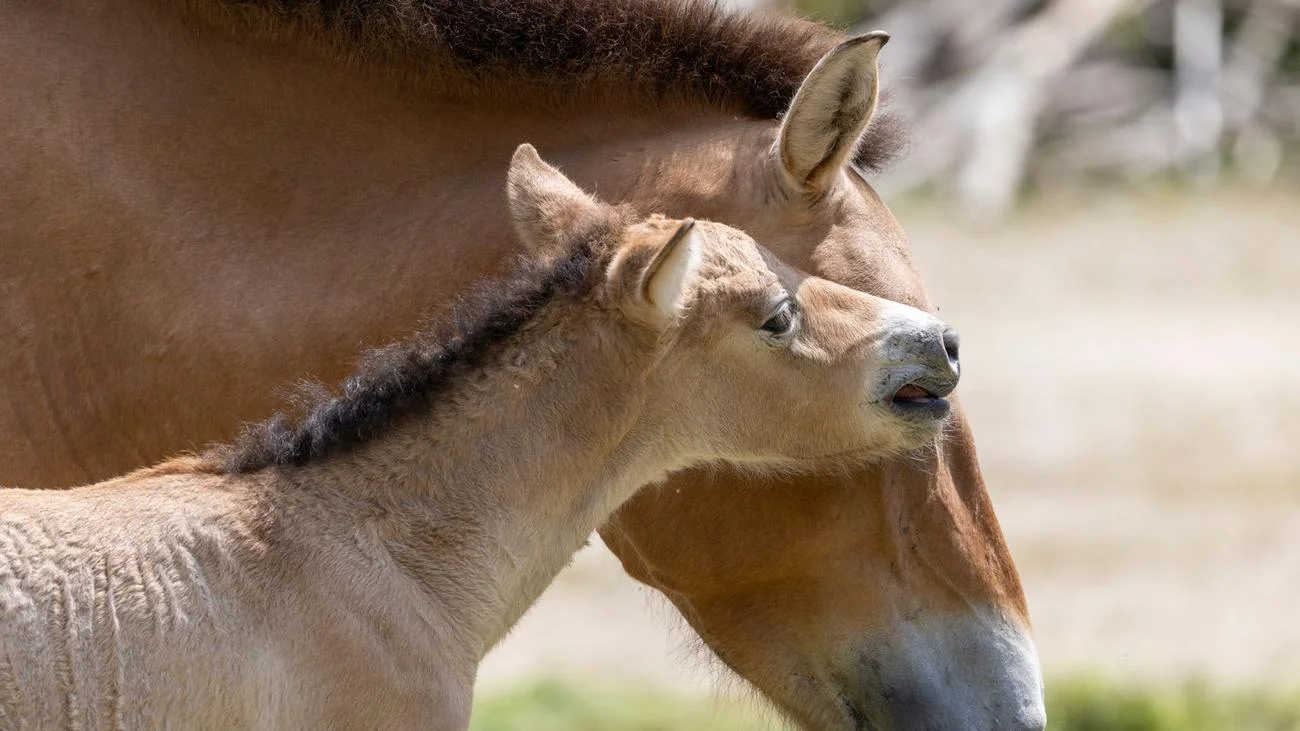 The Sprouting of Life at Munich Zoo: The Birth of Wild Horse Foals