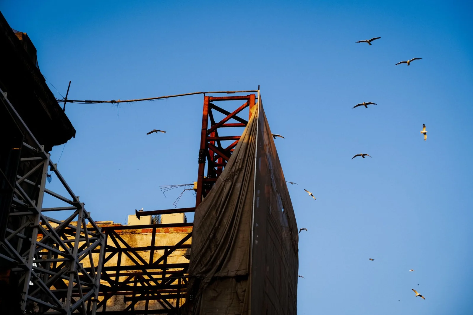 Young Birds Halt Construction Project!