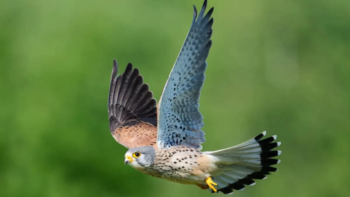 Dangerous Flights: The Threat of Birds at Airports