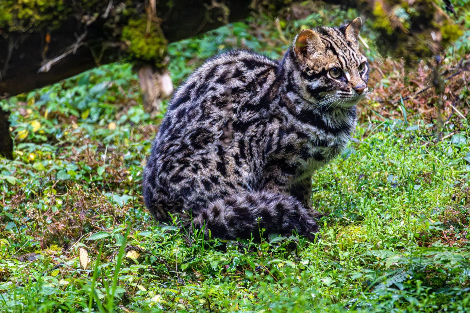 Which breed of cats is smaller?
