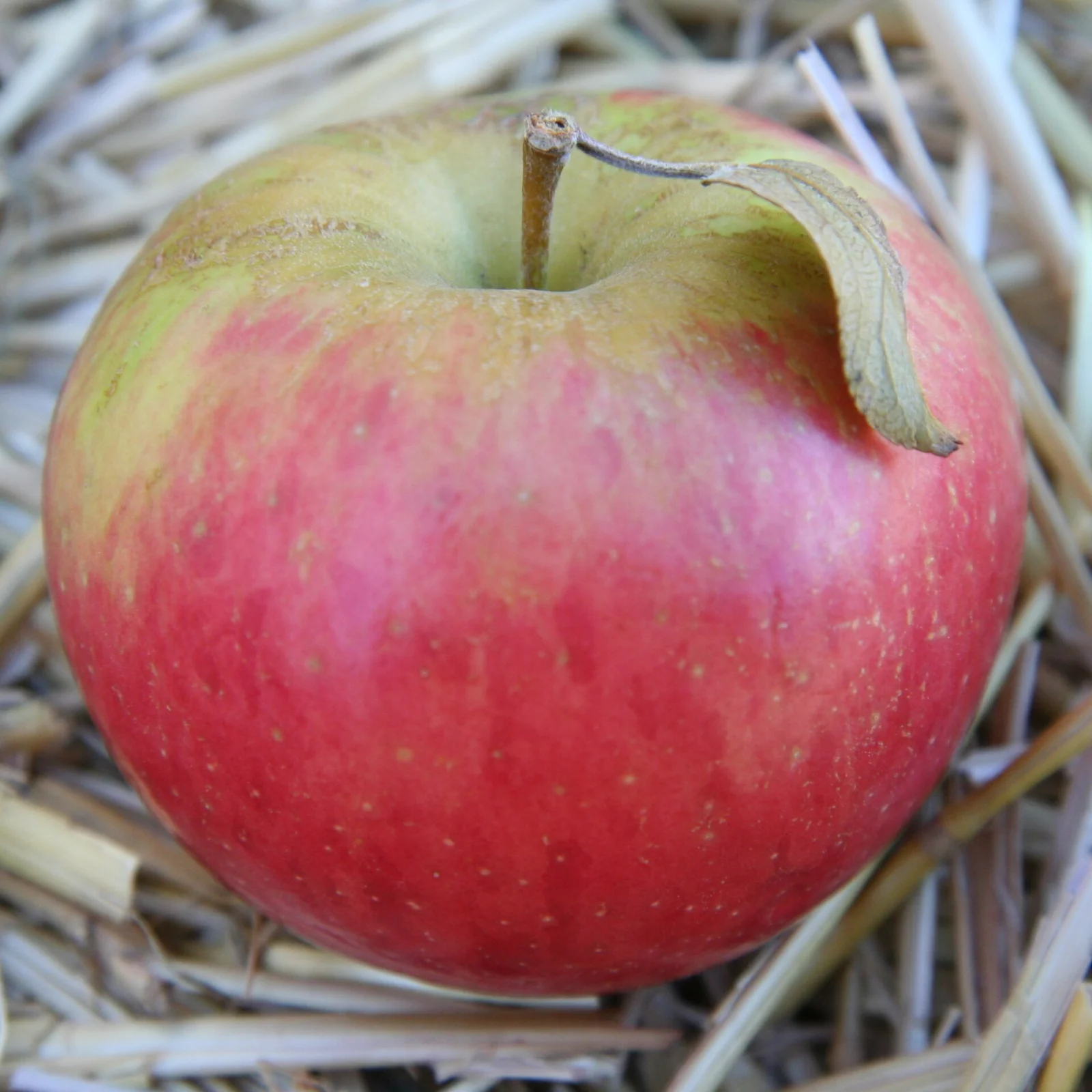 Can the Apple Watch Change Your Life?