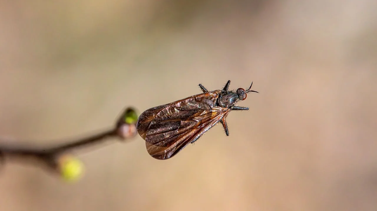 A Summer Full of Rain and Annoying Flies