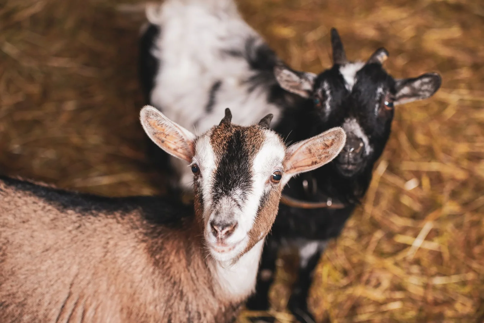 Horrific Claim: Mass Killing of Goats in Germany and the Upcoming Trial