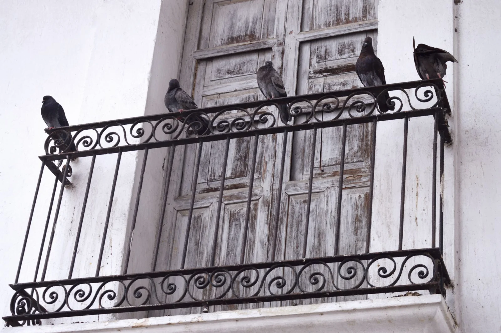 Why Home Remedies for Scaring Away Pigeons Are Ineffective?