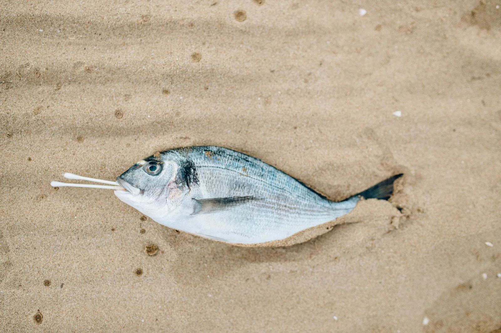 Mysterious Death of Fish in the Lake; Is an Environmental Crisis on the Way?