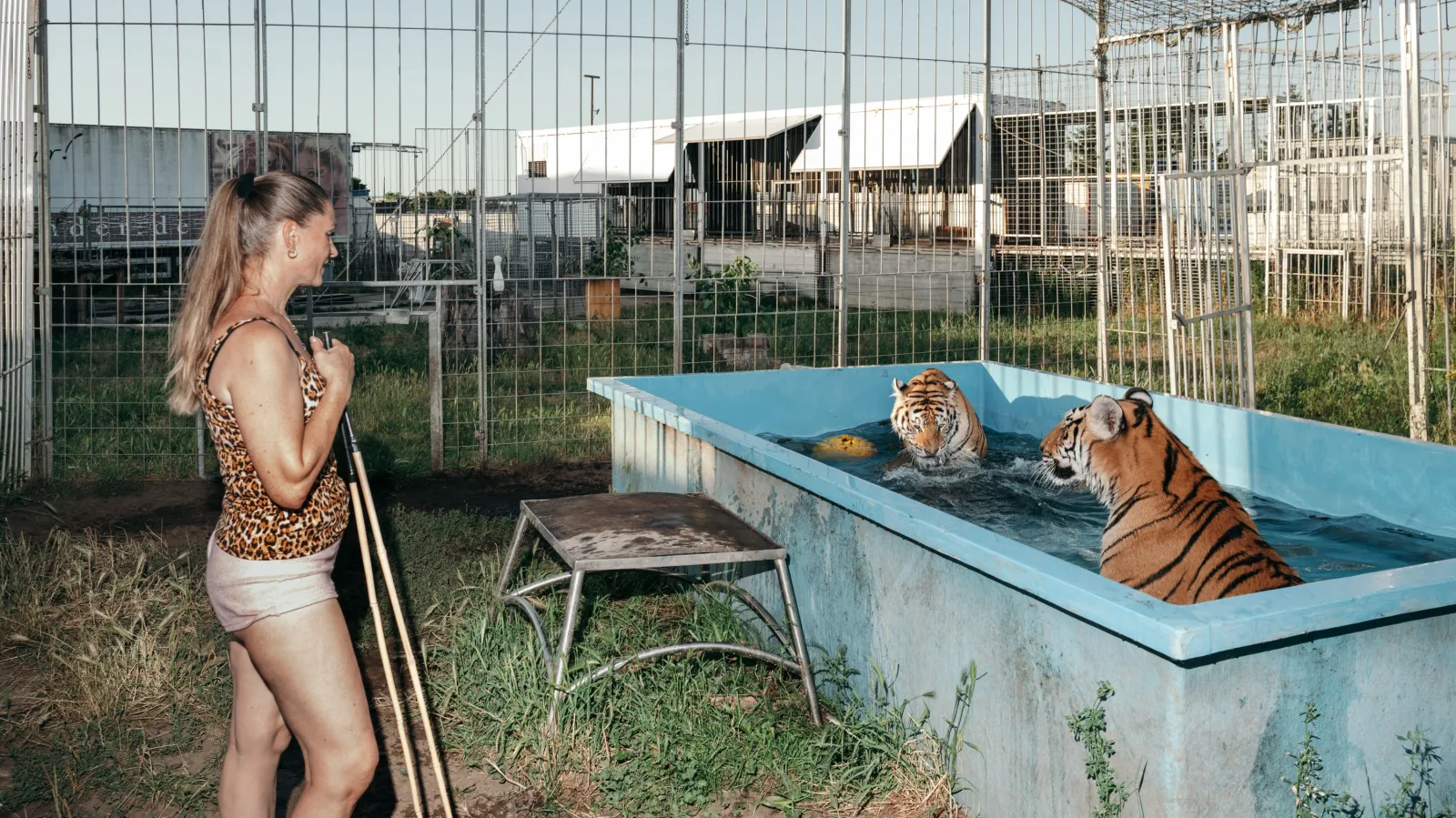 Controversy in the World of Circus: Separation from Six Terrifying Tigers!