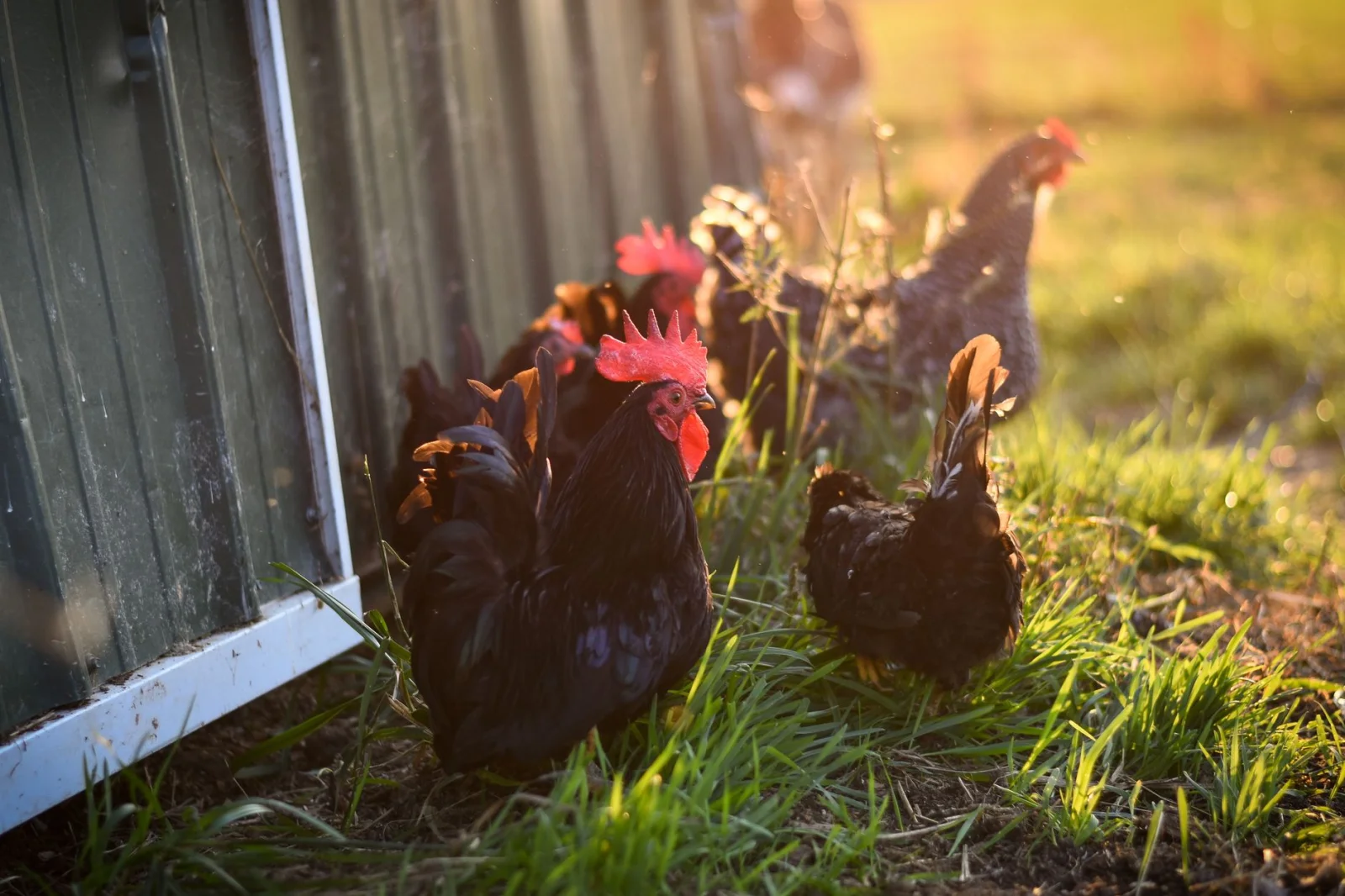 Summer Chicken Challenge: 5 Life-Saving Tips for Surviving Hot Days