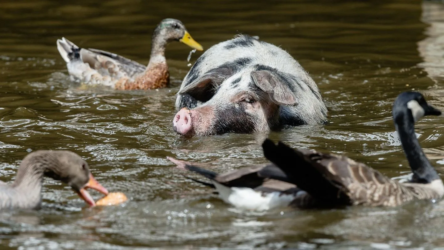 Preserving Old Livestock Breeds: Necessity or Choice?