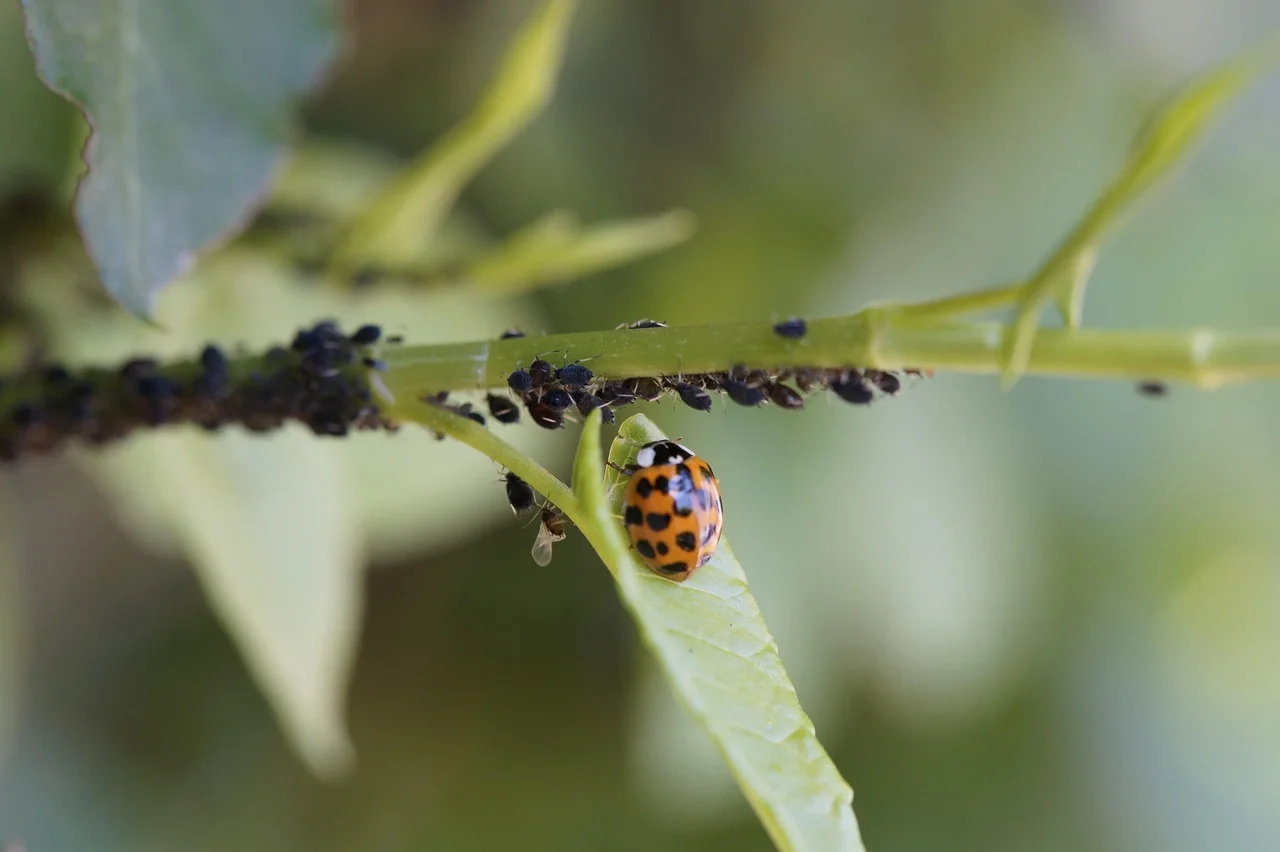 Fighting Garden Pests: Solutions to Save Plants