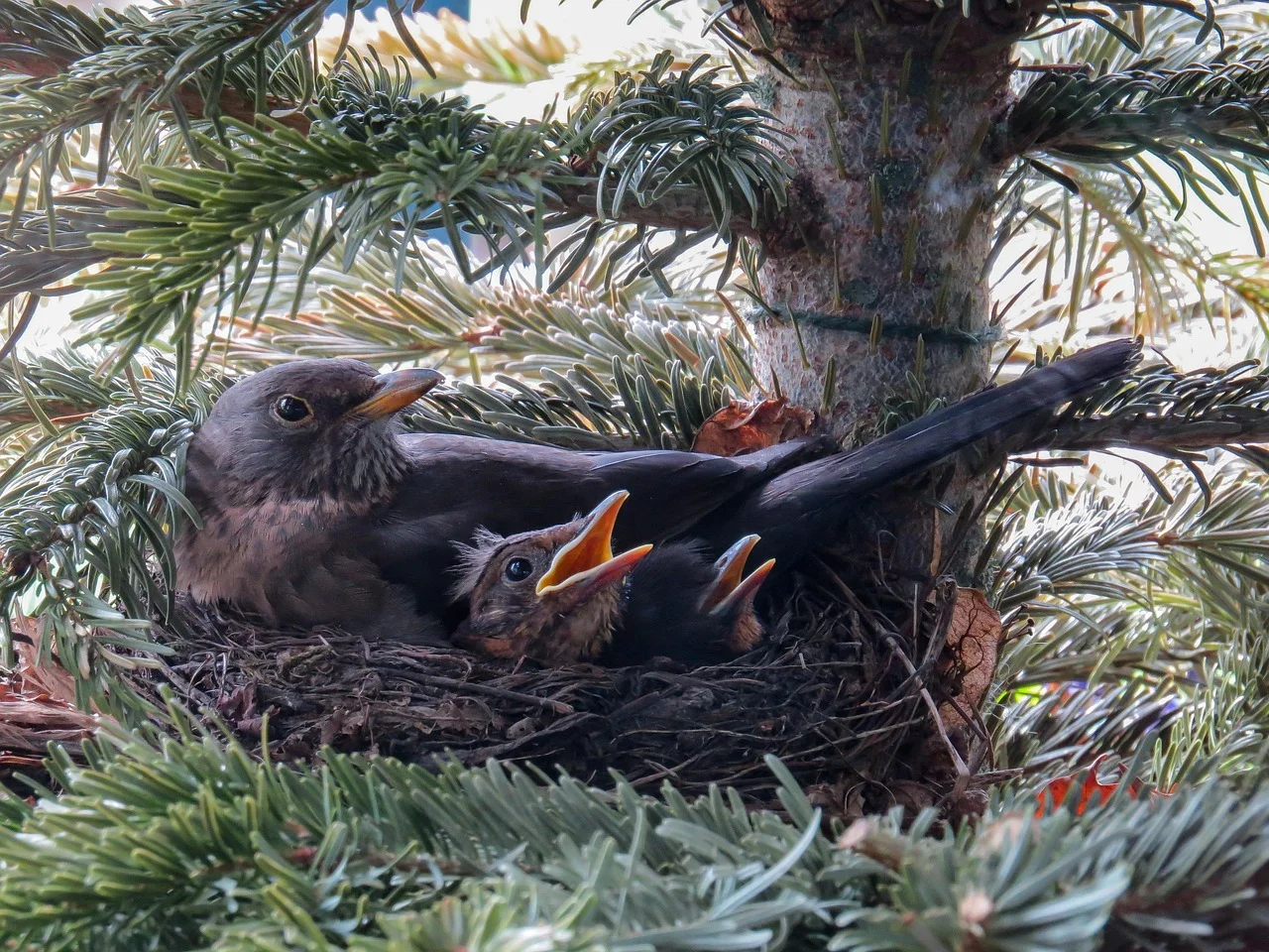 Young Birds Flight from Hot Nests: A Bitter Reality in Wildlife Conservation