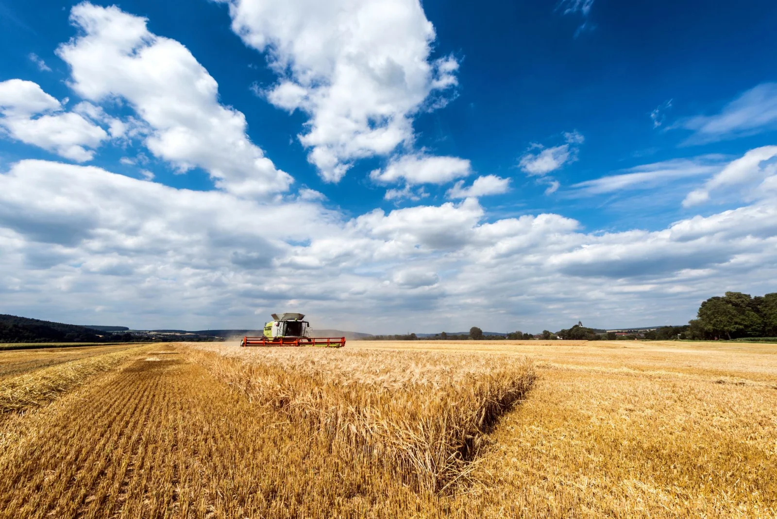 Hot Agricultural Challenges: Is Heat Endangering Wheat Harvests?