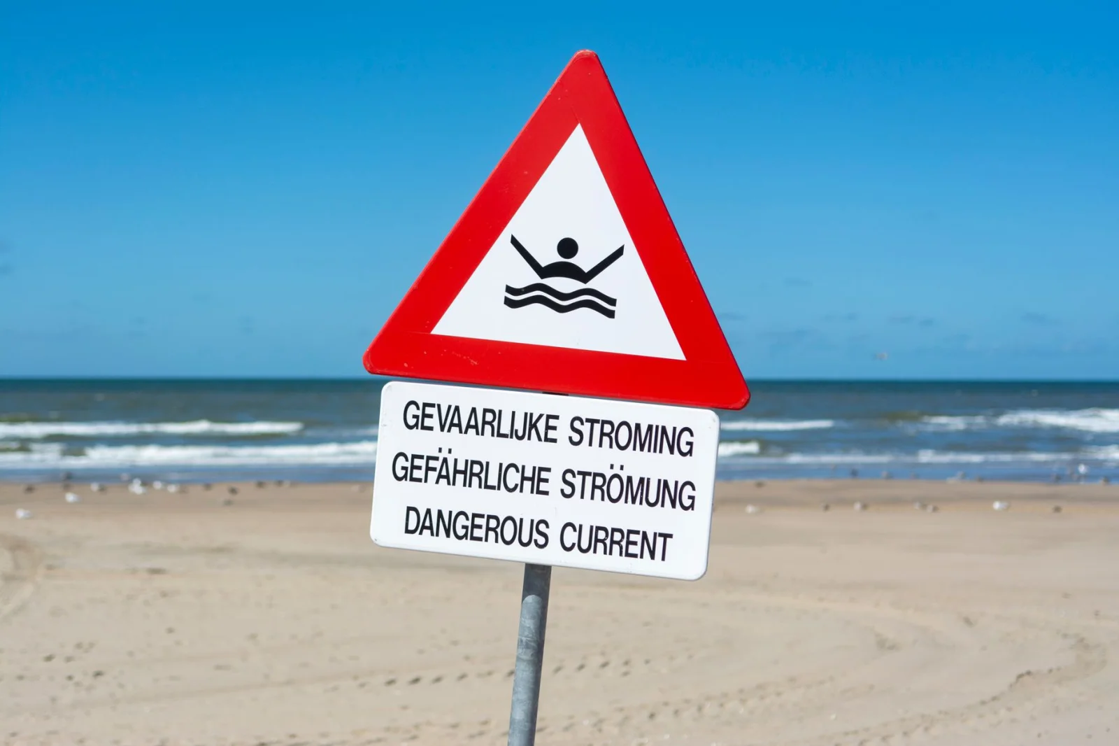 Warning to Tourists: Poisonous and Dangerous Fish in Popular Beaches!