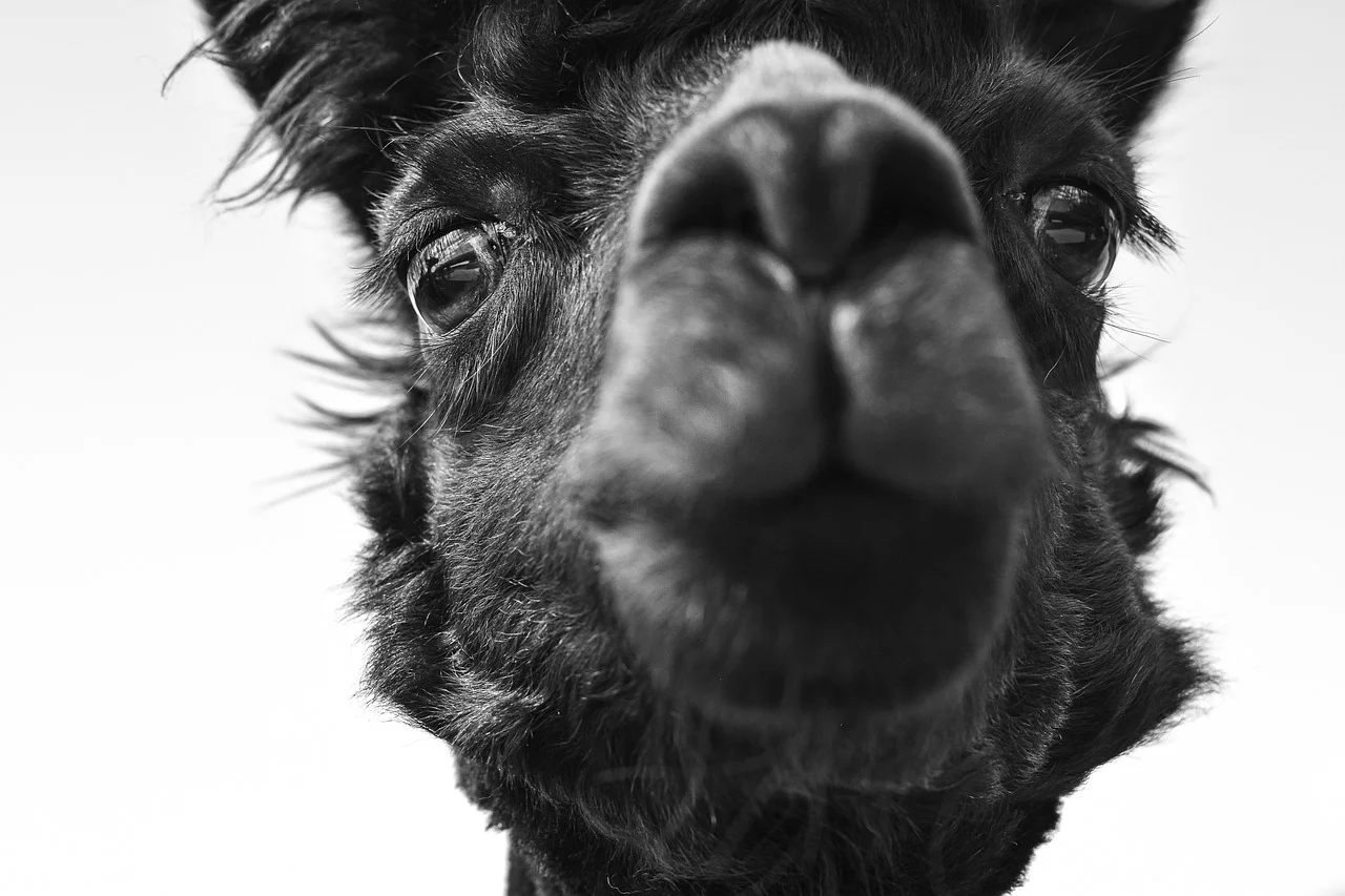 The Promise That Wasn't Broken with Animals: The Story Behind Aldi