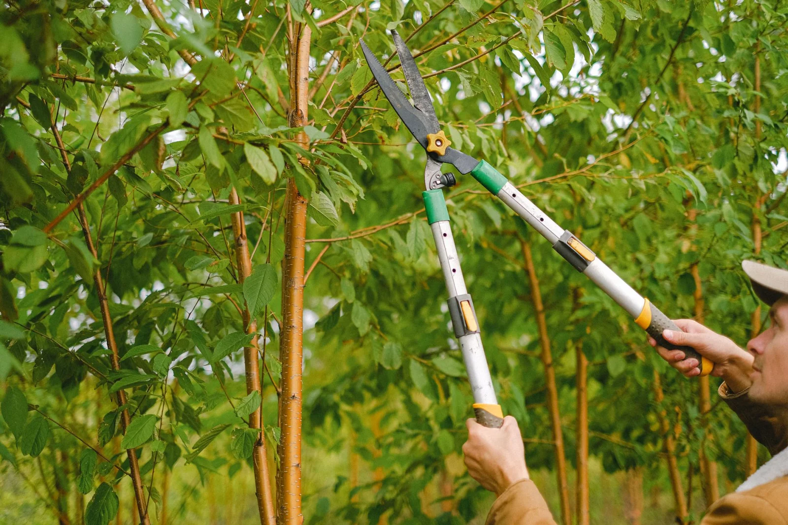 How to Keep Cherry Trees Healthy and Productive with Proper Pruning?