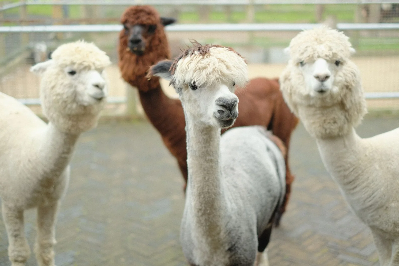 Introducing the New Generation of Alpacas: Oskar, Oetlo, Olivia, and Ovidin!
