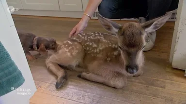When Dachshunds Come to the Aid of Deer!