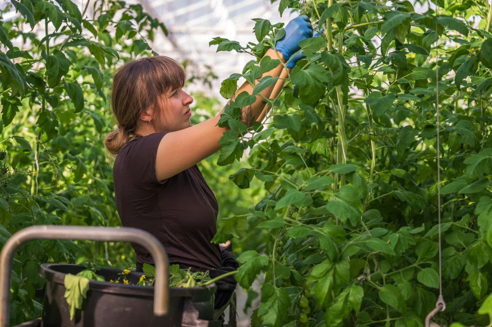 How Do Tomatoes Survive Two Weeks Alone?