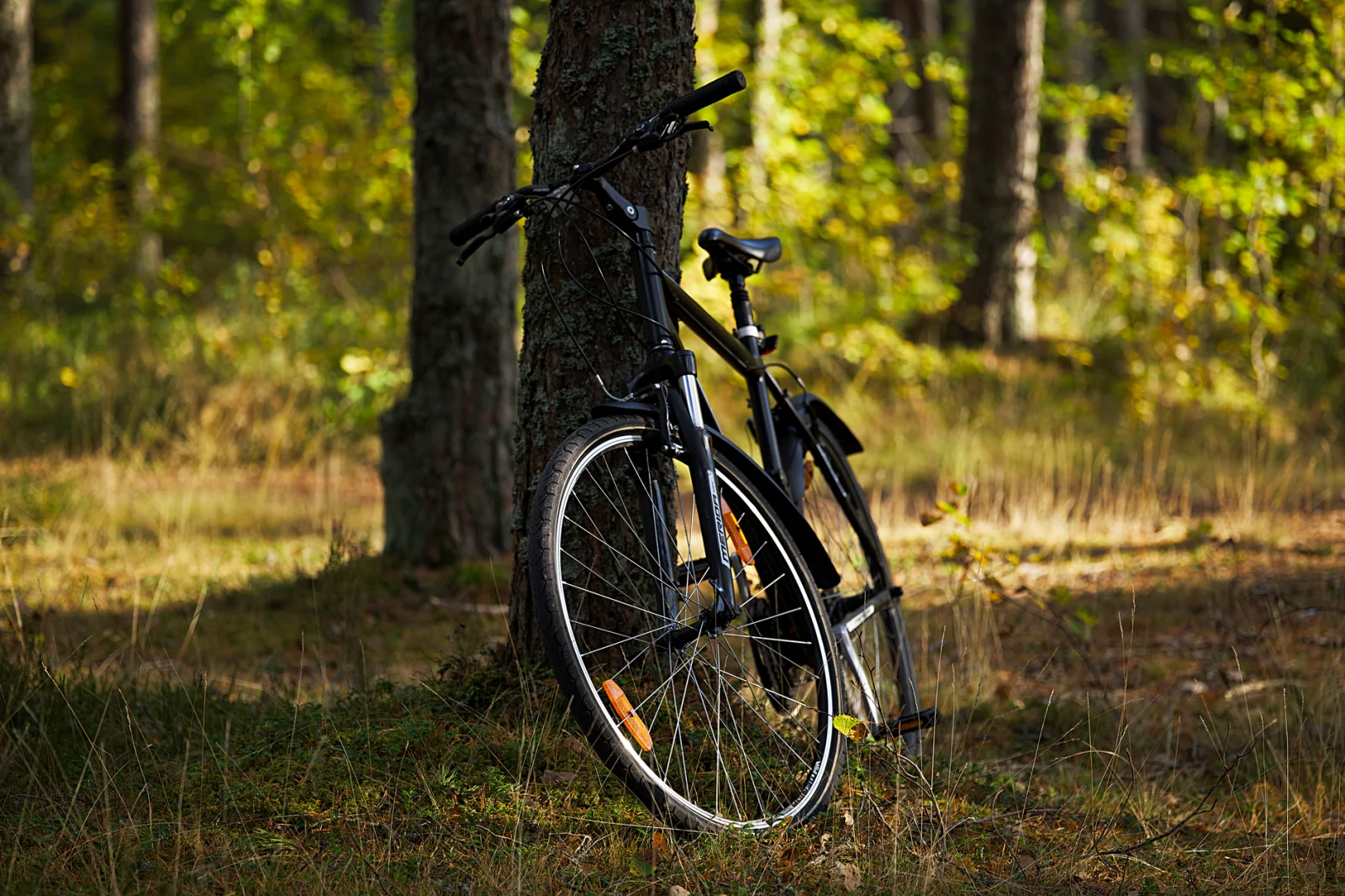 Tragic Incident: Death of a Cyclist Due to Collision with a Tree Branch