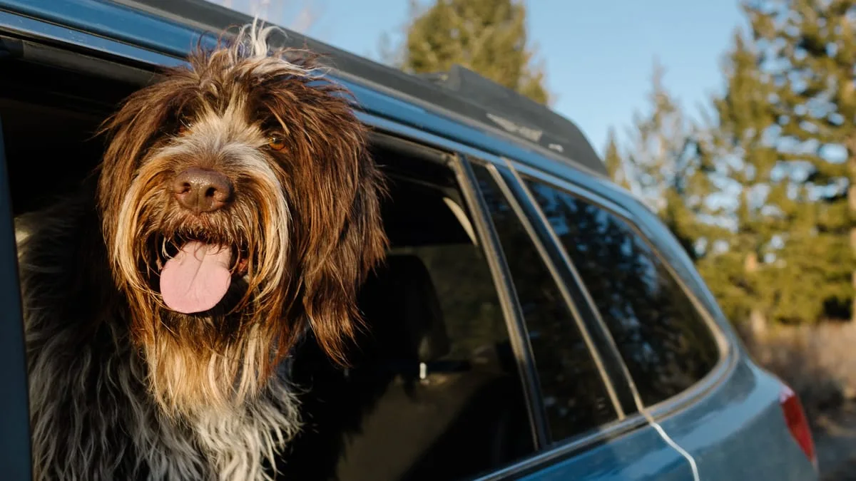 Mandatory Dog License: Fines of Up to €50,000 Await Uninformed Owners