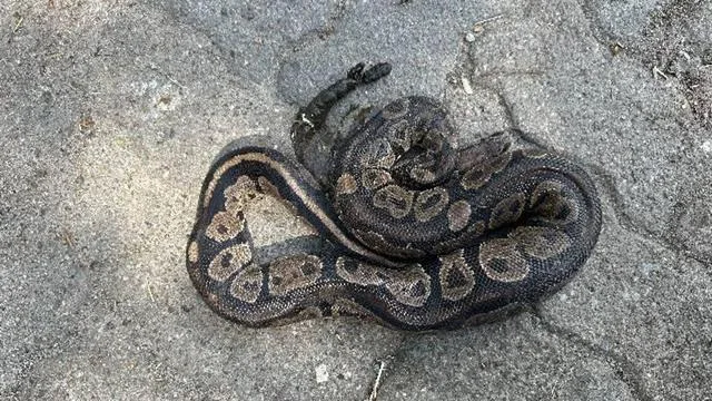 Discovery of a Python in a Farm: Police are Searching for its Owner