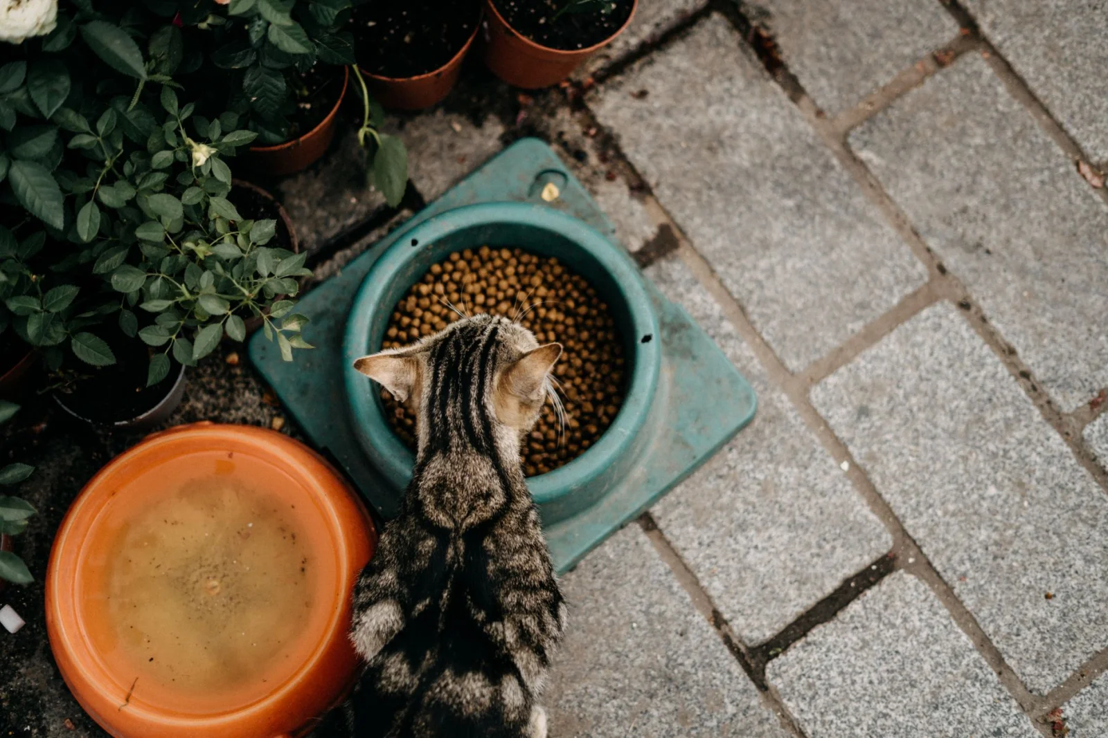 How to Keep Cat Food Fresh in Summer?