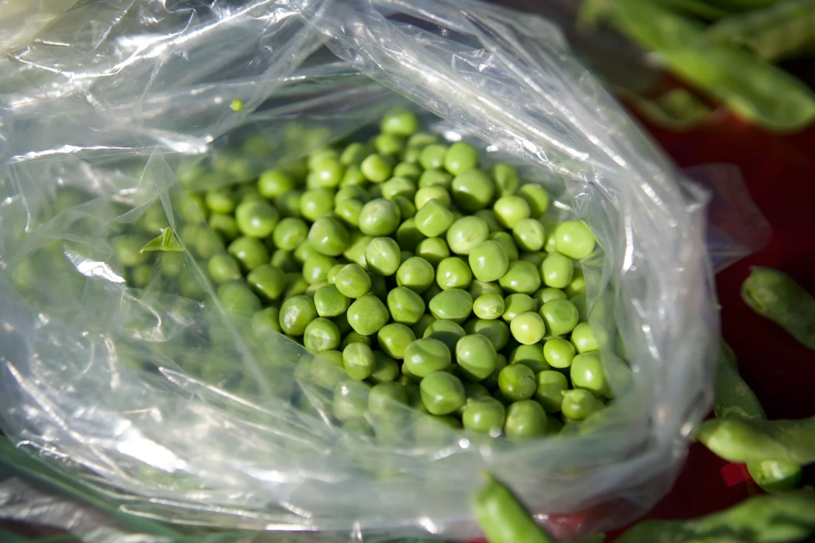 How to Plant Peas in Your Garden and Harvest Fresh Protein?