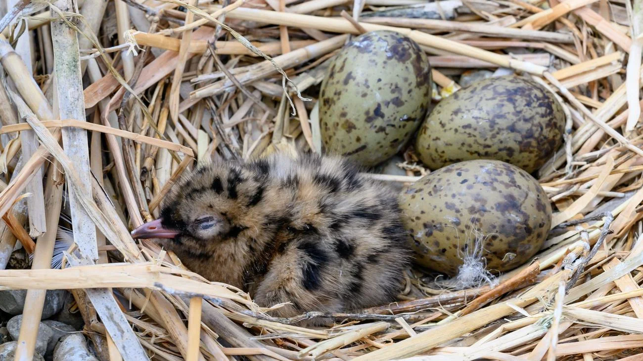A Disaster in the World of Birds: Suspension of Admissions Due to Heat