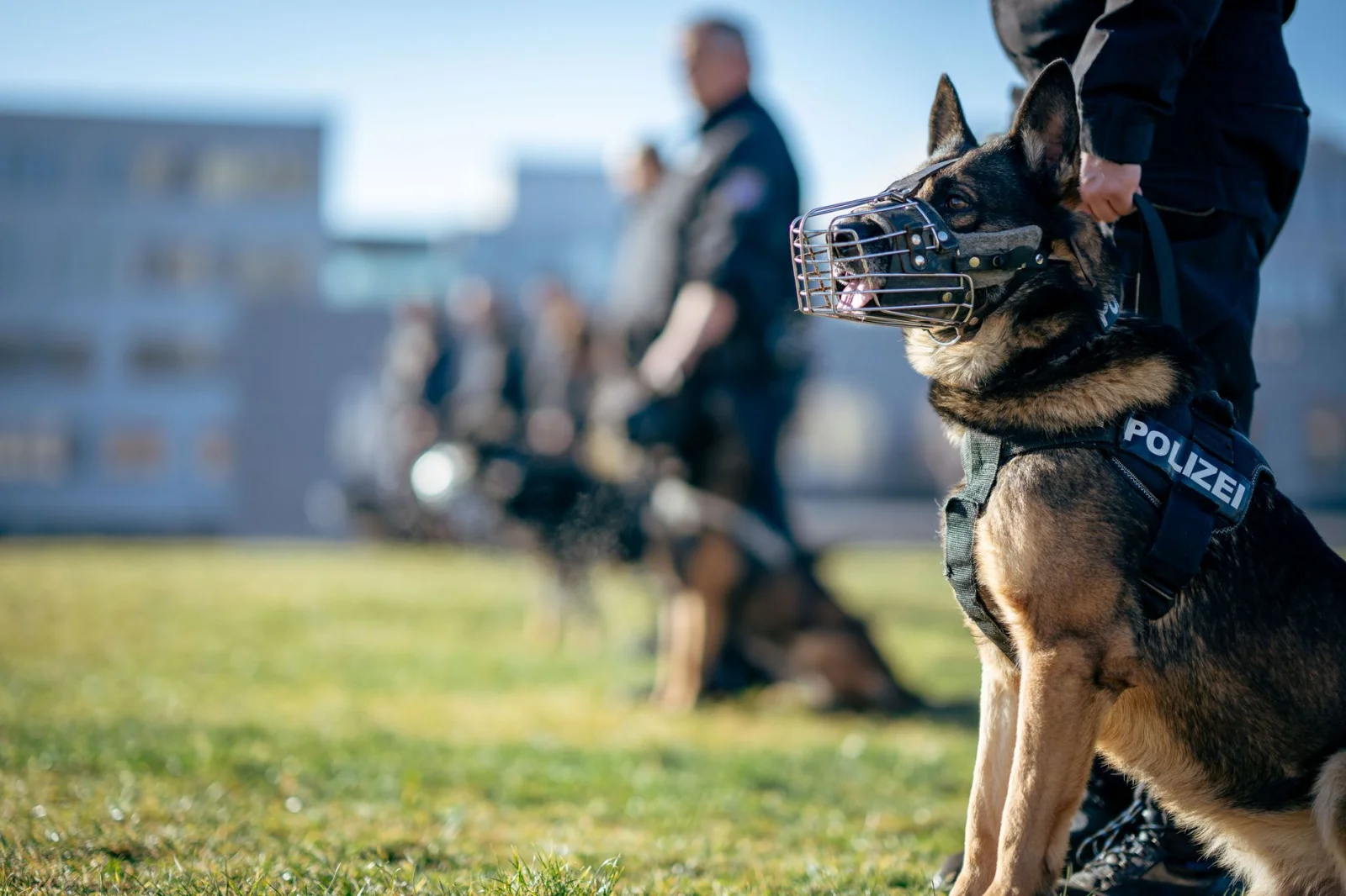 Why Are Some Police Puppies Retired from Work?