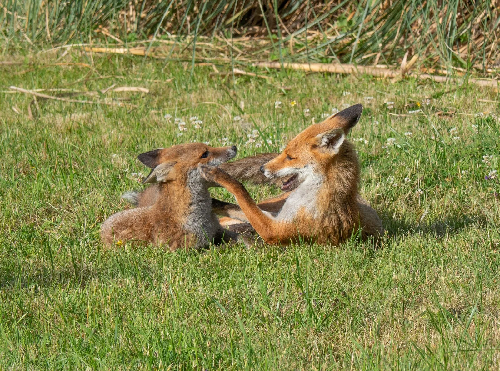 Foxes in the Garden: How to Humanely Keep Them Away?