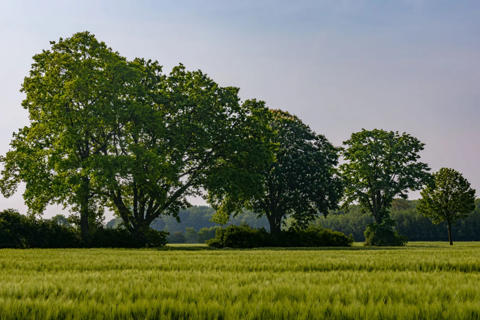 Amazing Summer Trips in NRW: Escape the City Crowds!