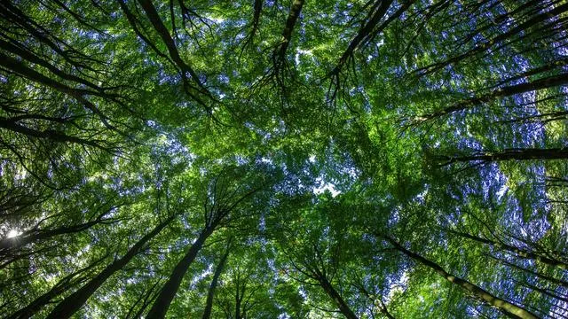 Thuringia Schools, Champions of Sustainability in Education