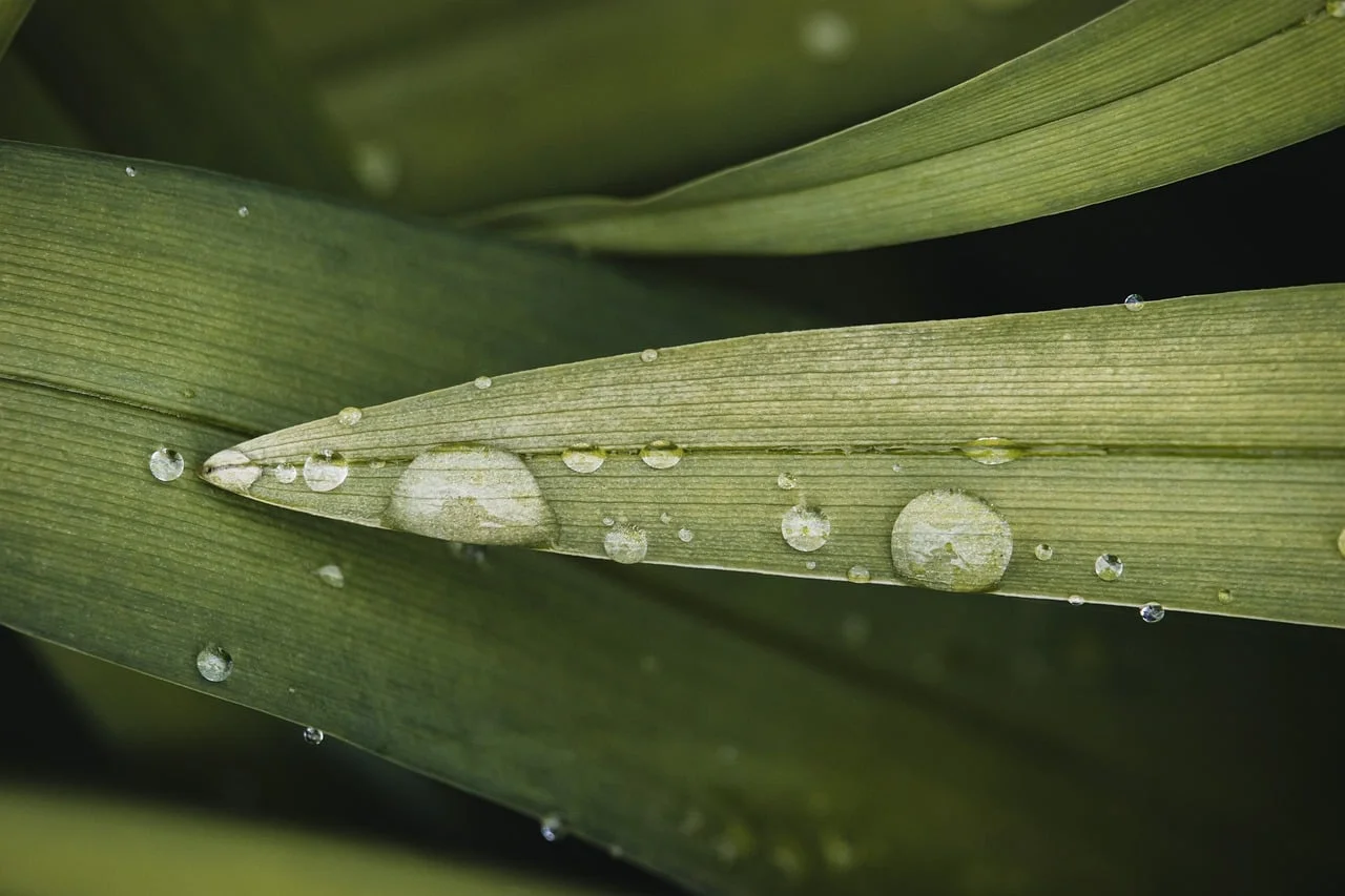 Heavy Rain in the Garden: A Danger That Can Ruin Grass Forever