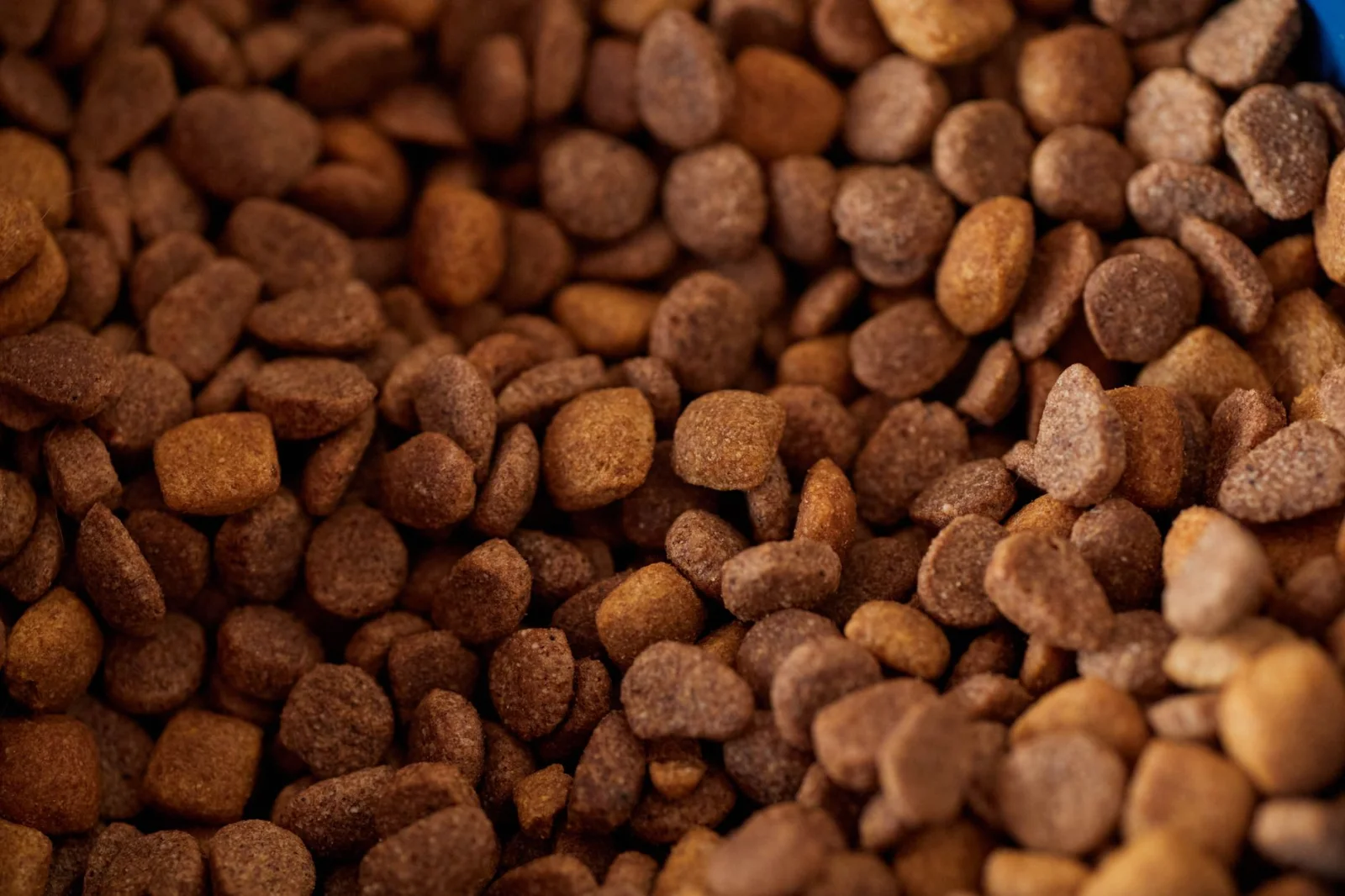 How to Choose the Right Food for Dogs?