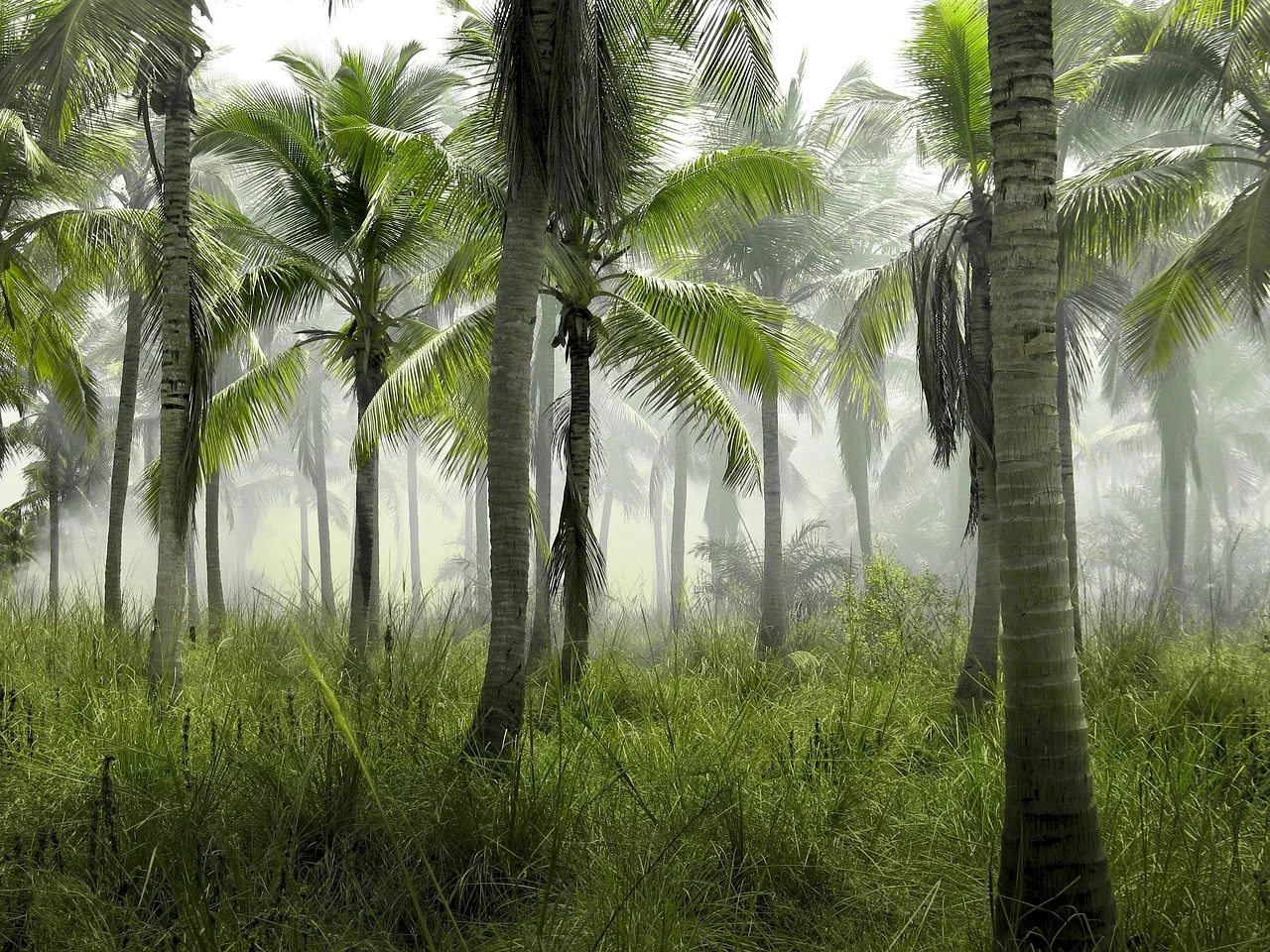 Discovering Hidden Beauties: The Amazing Story of Palm Trees