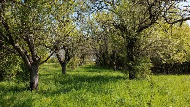 Preserving Nature with Fruit Gardens: An Adventure in Hesse!