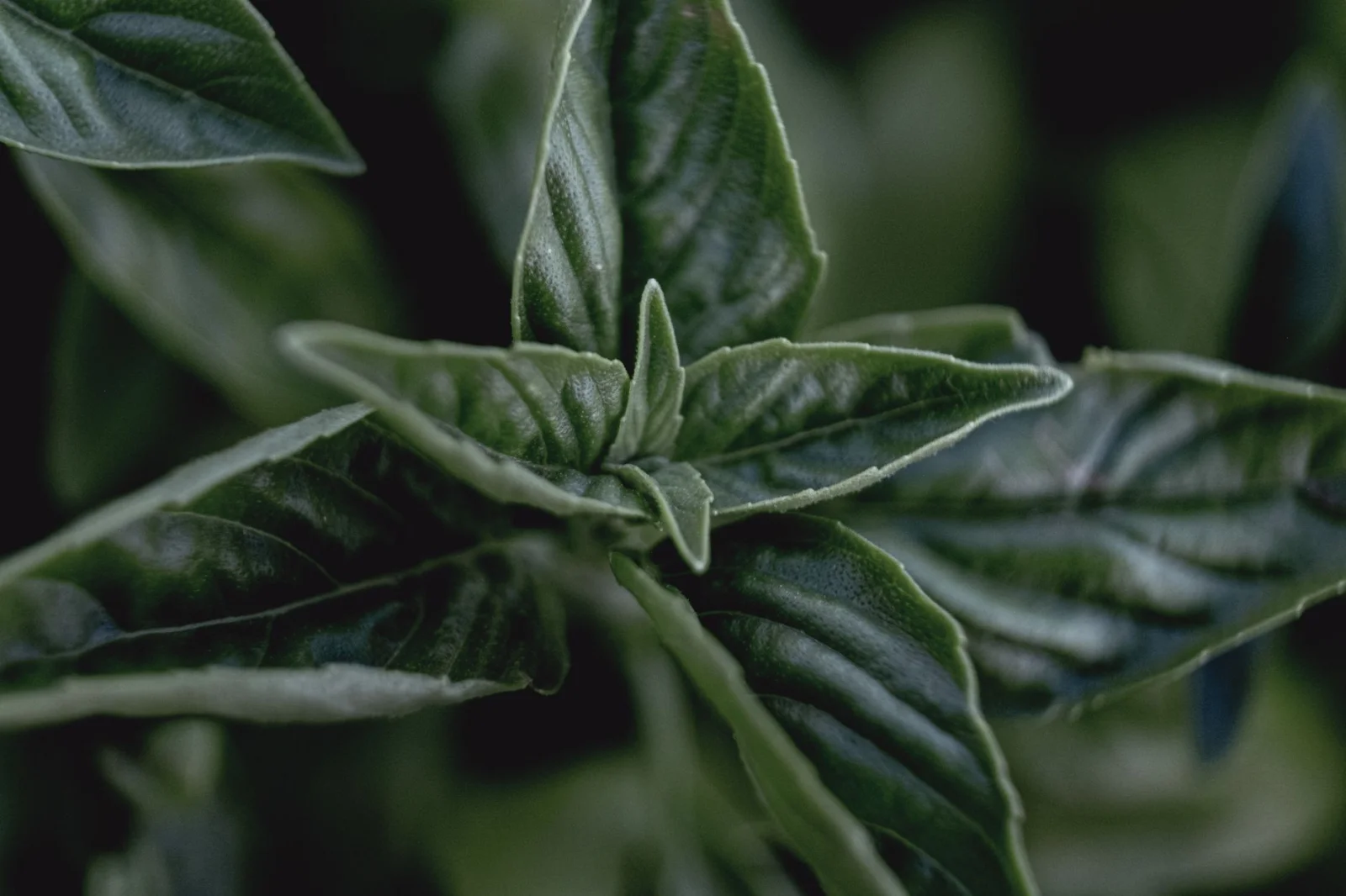 How to Keep Basil Fresh Forever?