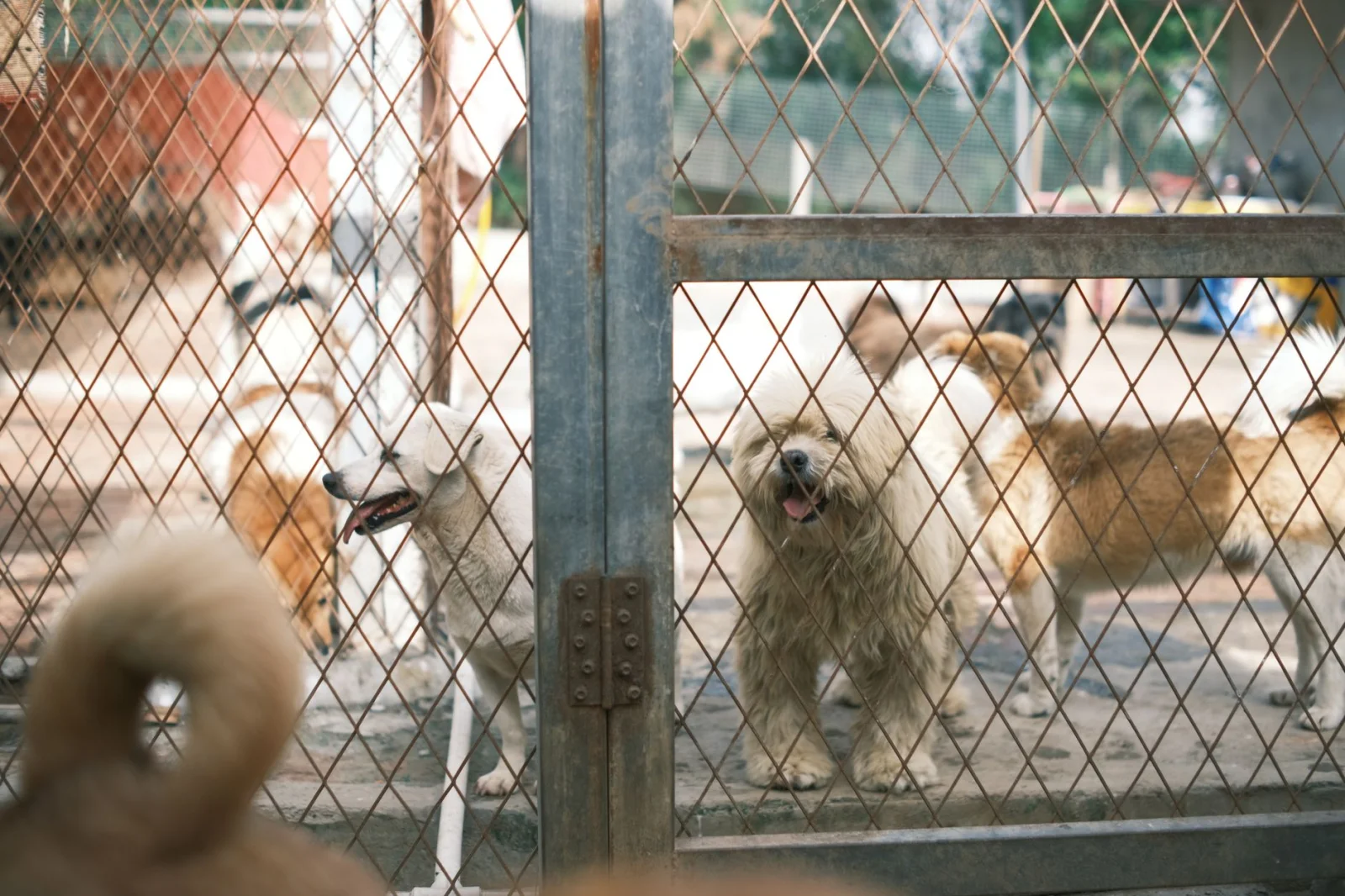 Disaster of Pets During Holidays: Shelters Under Pressure
