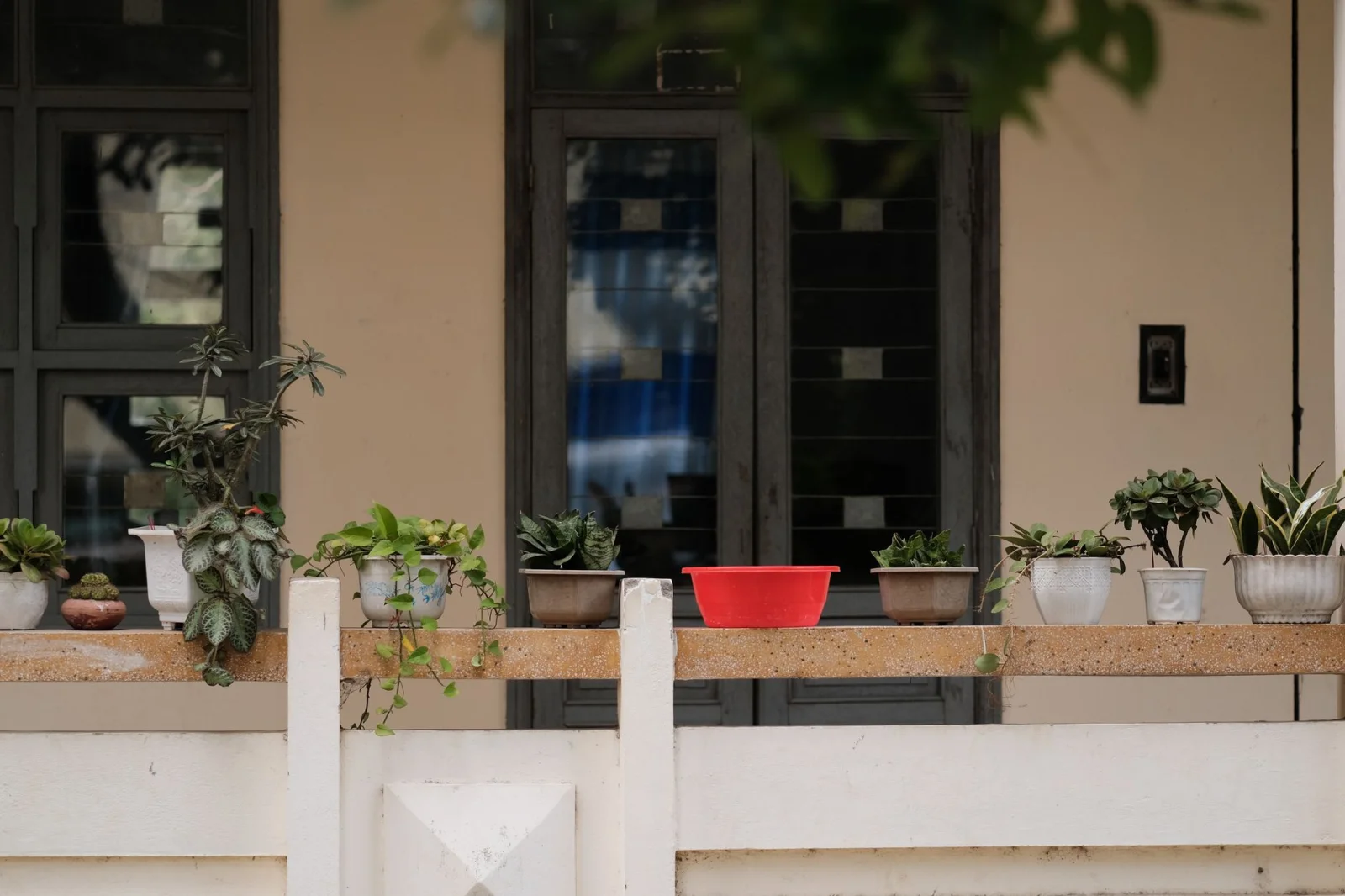 Garden Wonders: When Weeds Become Special Guests!