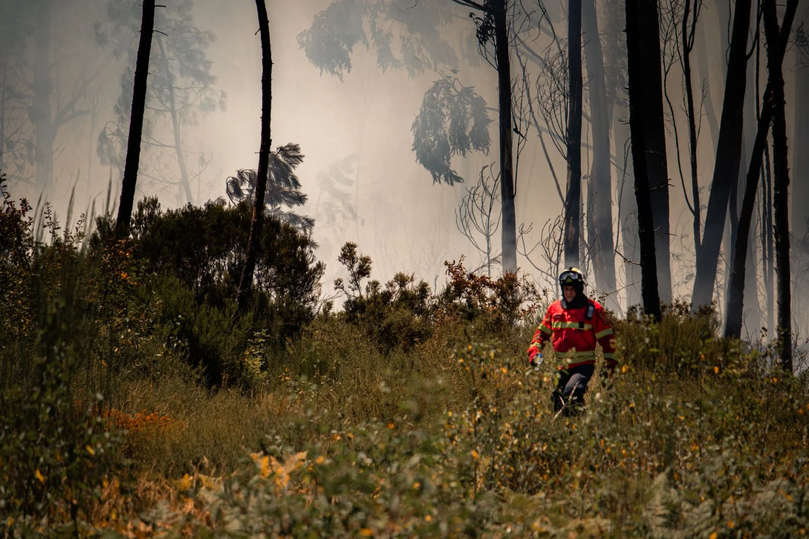 Devastating Wildfires in Europe: Unprecedented Crisis in France and Spain