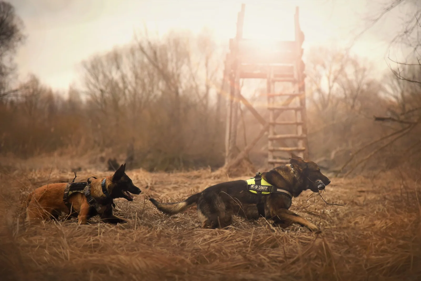 Search Dogs and Artificial Intelligence: A New Way to Identify Long Covid