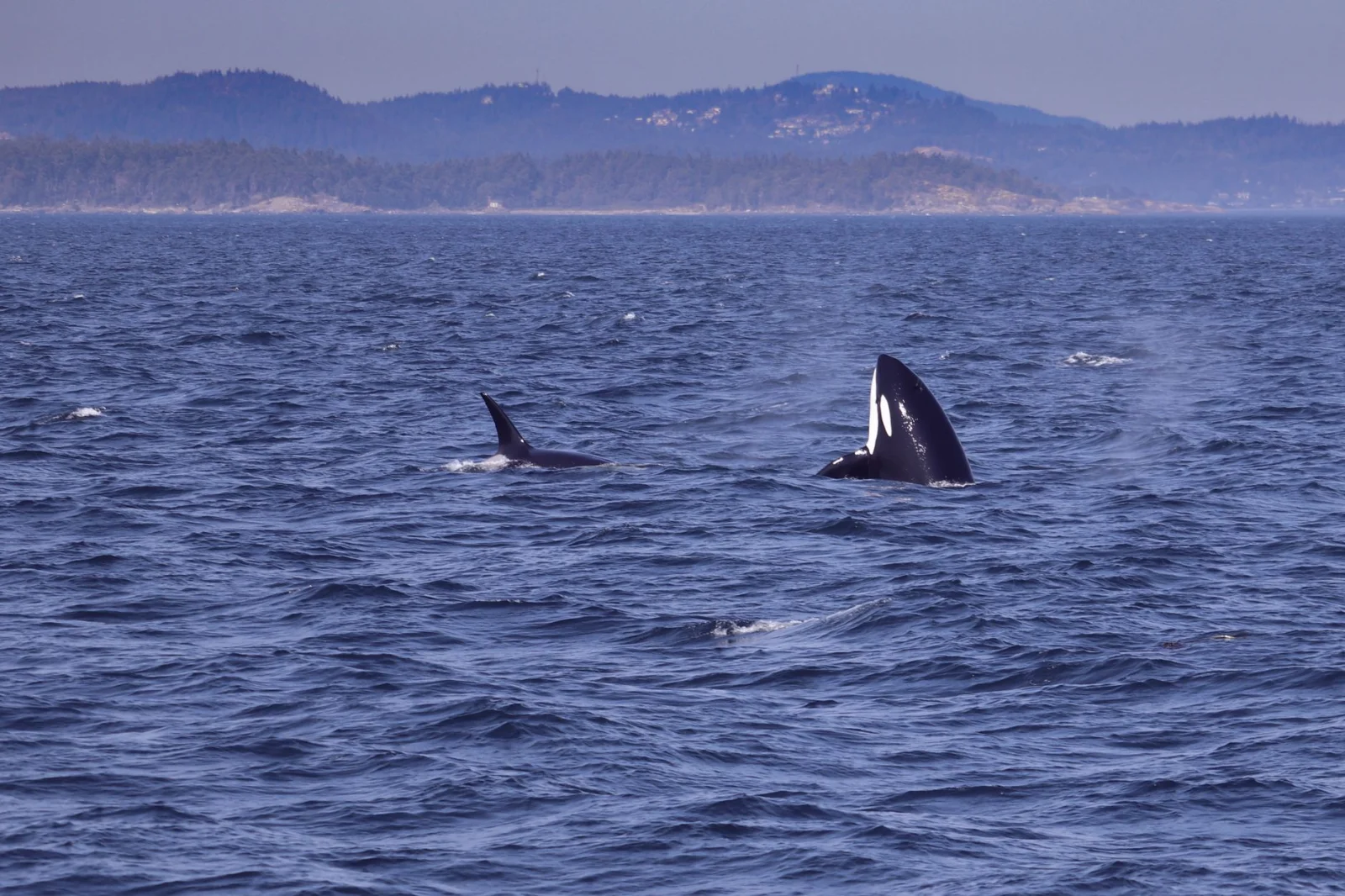 Marine Wars: Orcas Hunting a Blue Shark!