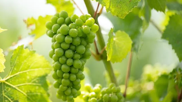 Discovering a New World in Agriculture: An Organic Vineyard Awaits You!