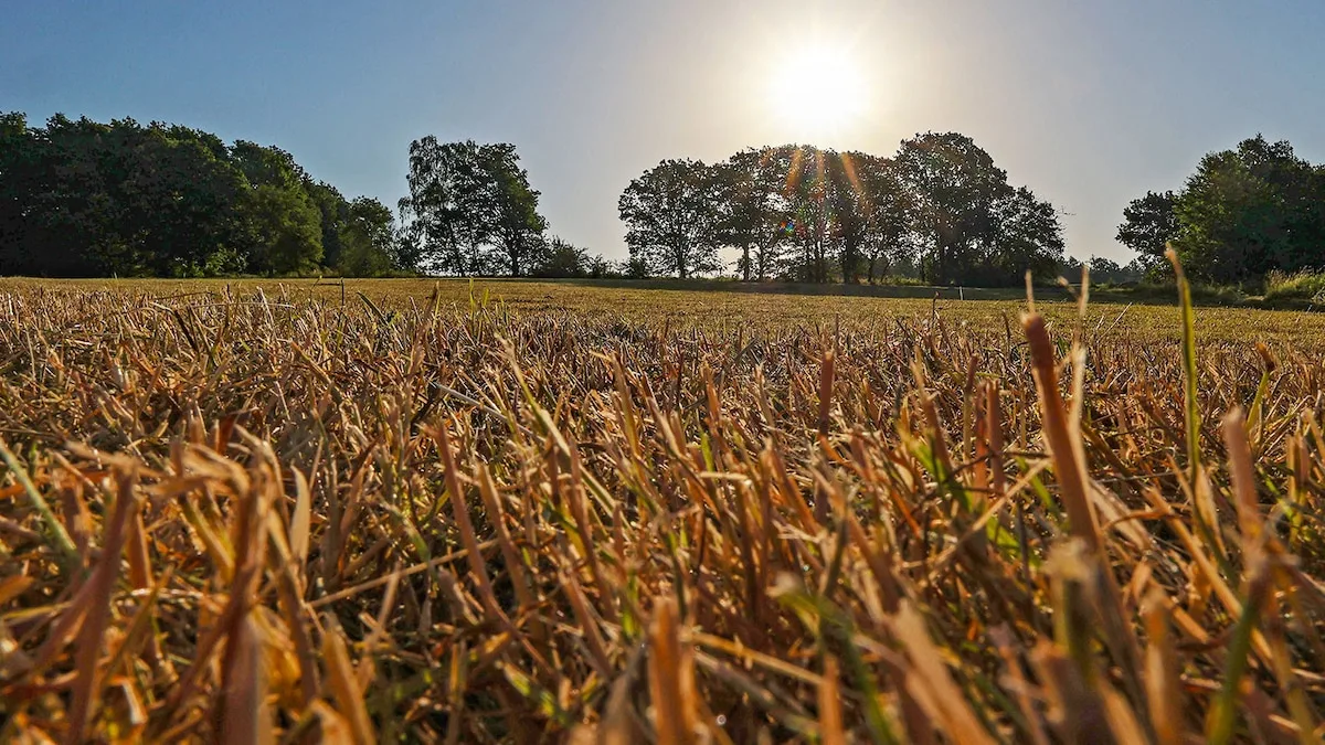 Drought Lurking; The Danger of Forest Fires Remains