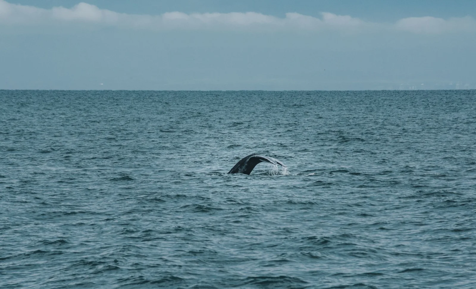 Stunning Discovery at a Depth of 7000 Meters in the Ocean: A Graveyard of Whales!