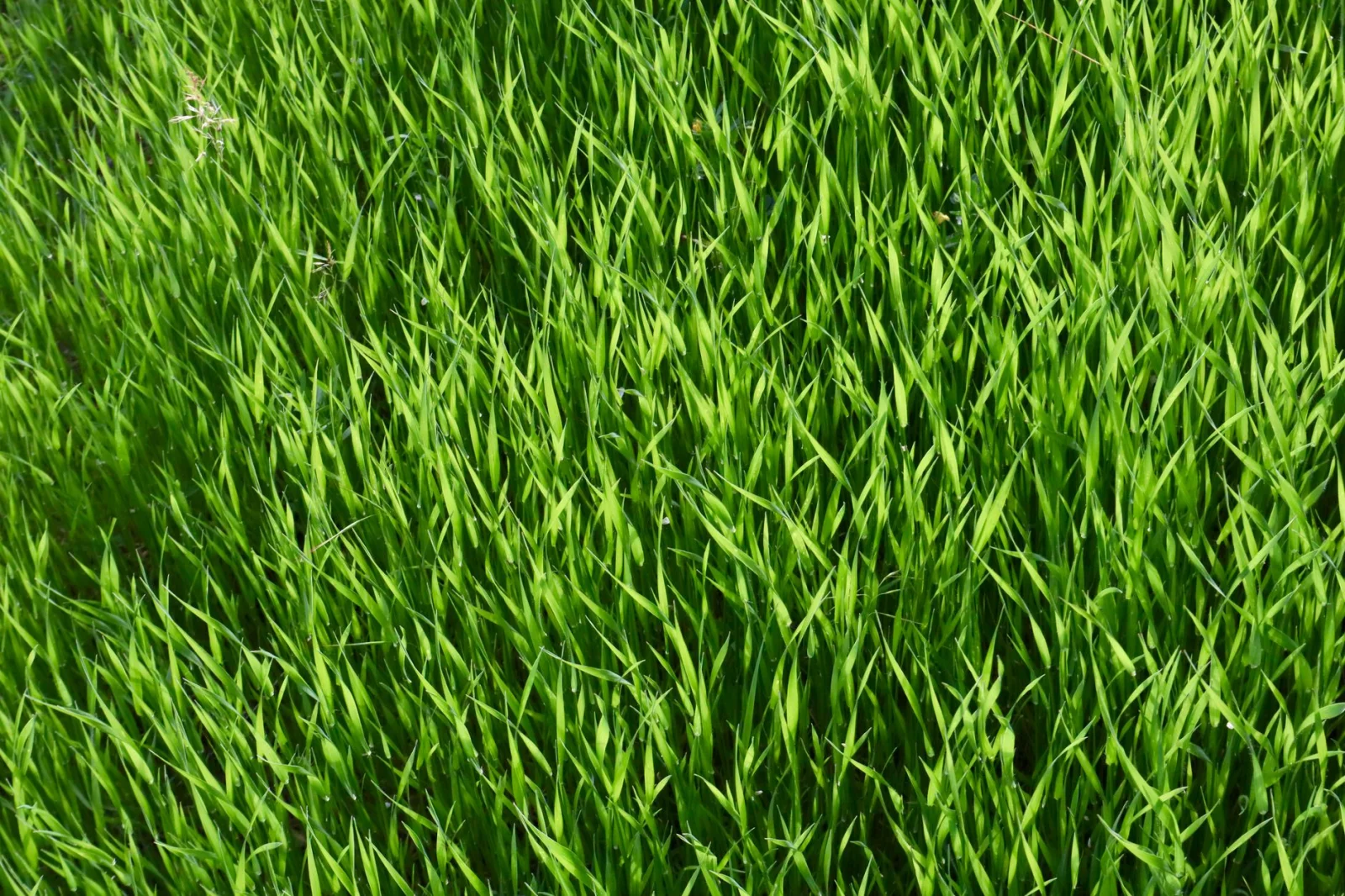 Is Your Grass Still Alive? Try This Simple Test!