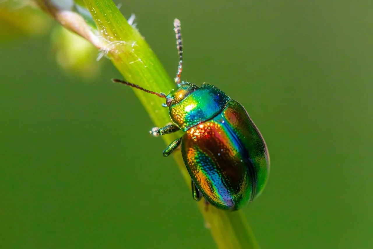 How to Keep Mites Away from Your Garden?