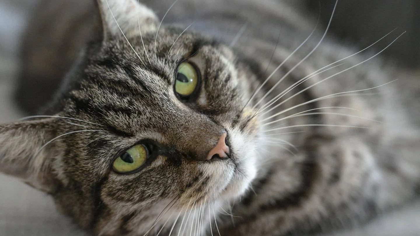 The Secret of Cats' Charm: Why Do They Approach Indifferent Humans?